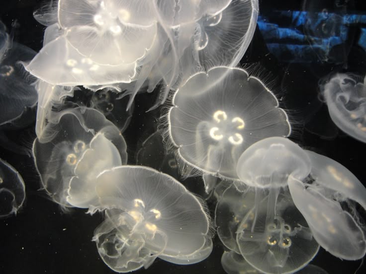 Moon jellyfish floating underwater