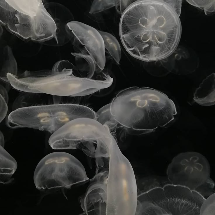 Close-up of moon jellyfish 